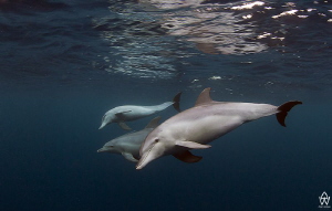 Curious dolphins come in for a closer look while the main... by Allen Walker 